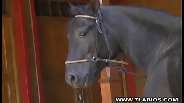 free черный жеребец с большим черным пенисом video