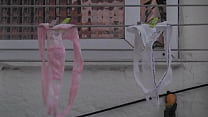 free my neighbors thong mts video